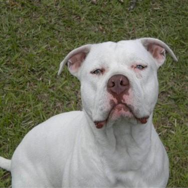 Spawn Of Evils Cotton Pit Bull.jpg